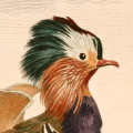 Art of Fauna