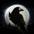 Night Crows Diamonds & Packages