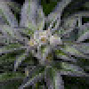 Dennist420