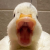 Ghinka